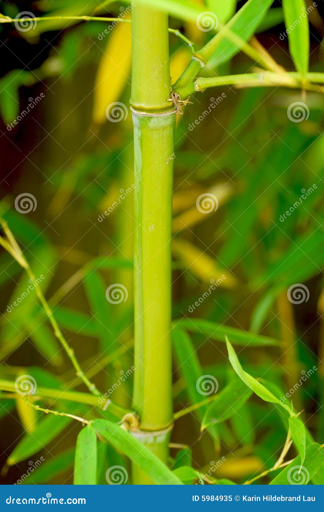 Bamboo Stalk stock image. Image of chinese, green, shrub 5984935