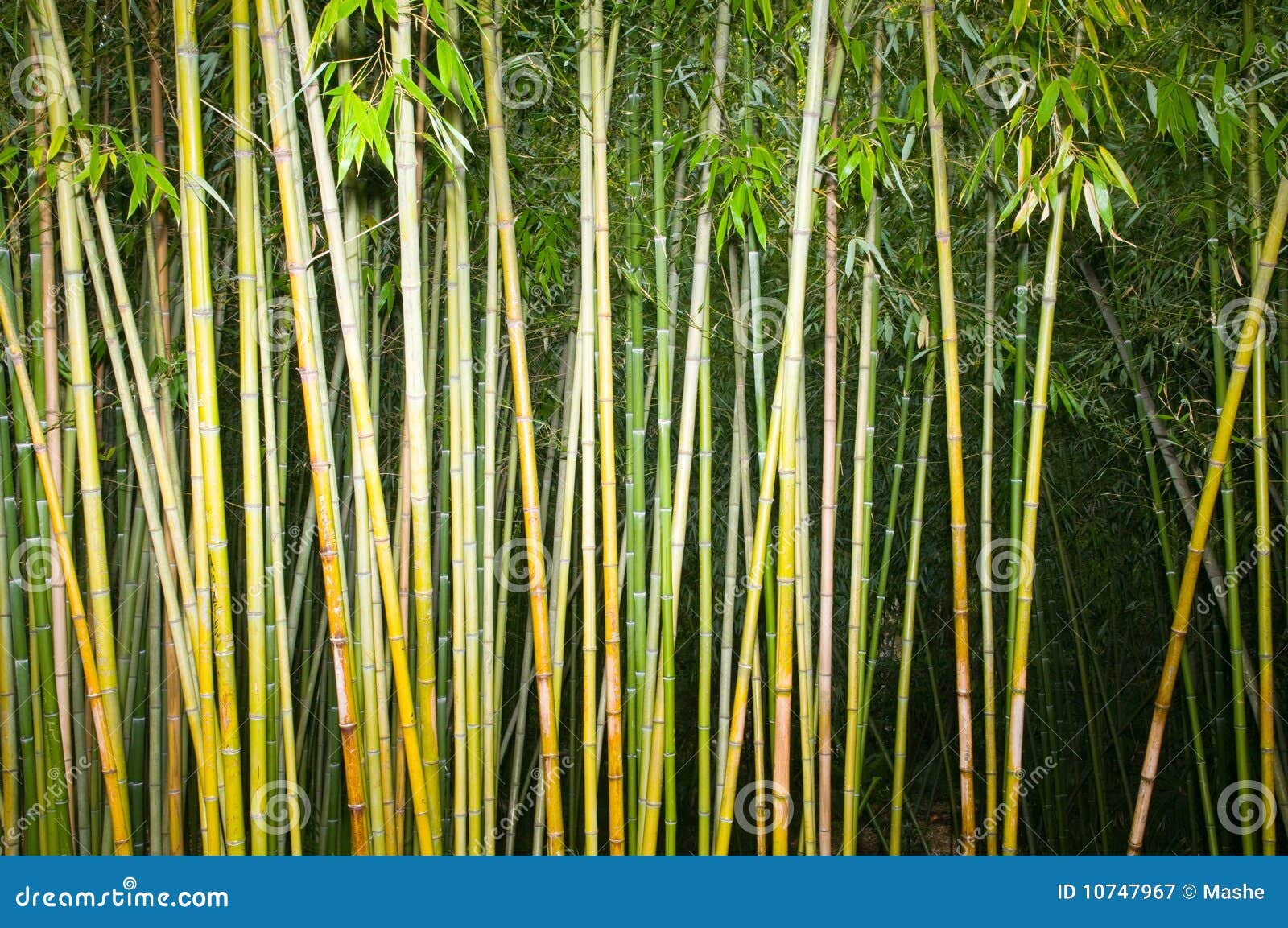 Bamboo stalks stock image. Image of destination, nature 10747967