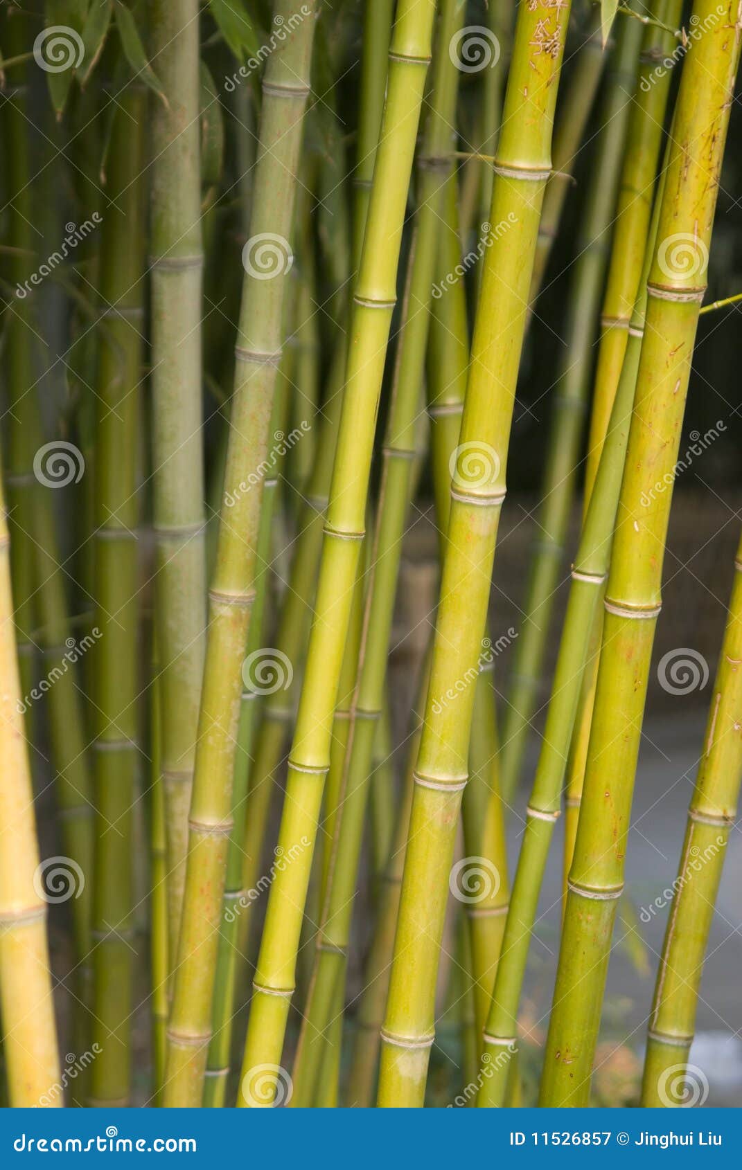 Bamboo Stalks stock image. Image of material, plant, stalks 11526857