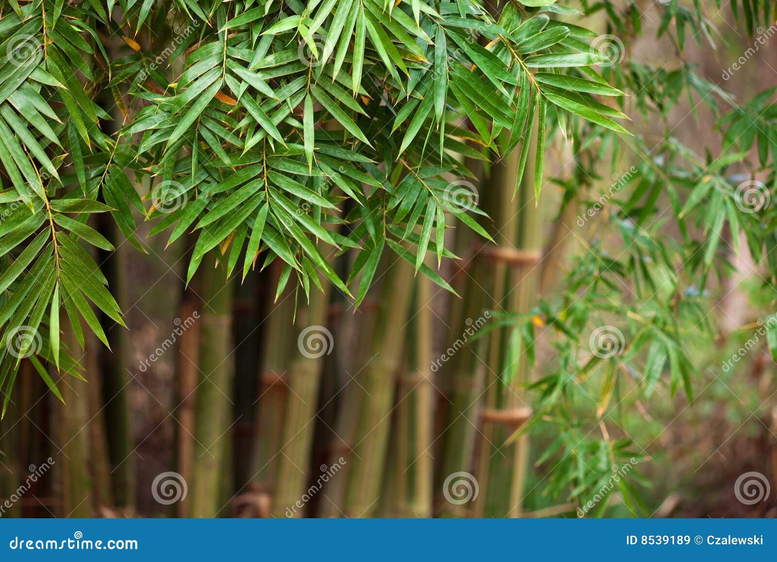 Bamboo stalks stock image. Image of leaves, abstract, natural 8539189