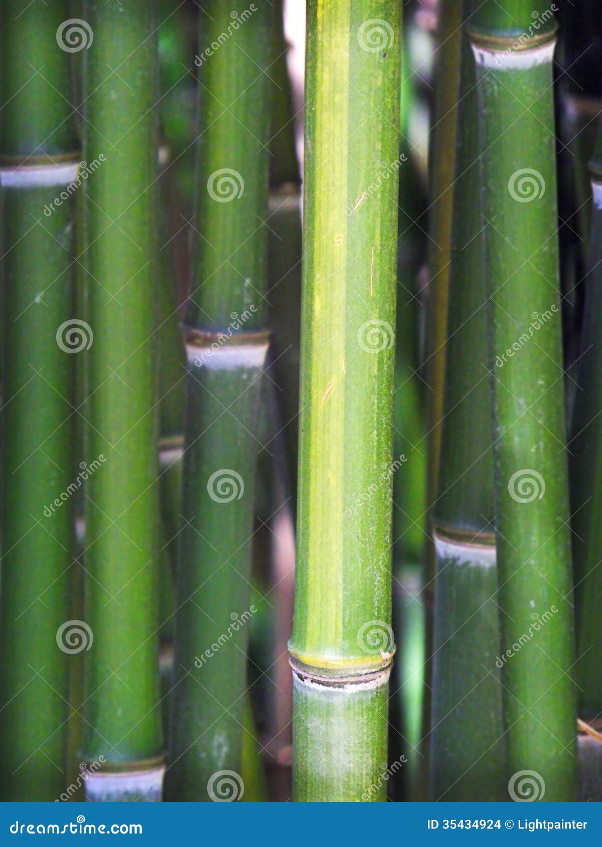 Bamboo stalks stock photo. Image of nature, fast, green 35434924