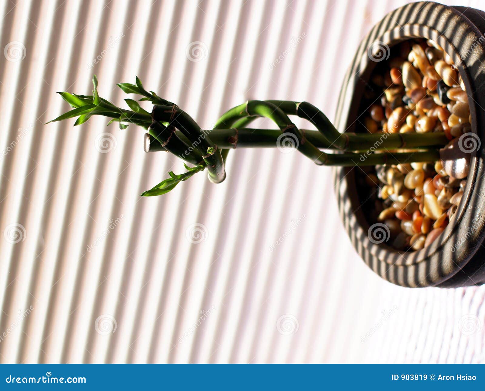 Bamboo Stalks Growing in Clay Pot in Sunlight. Stock Image Image of