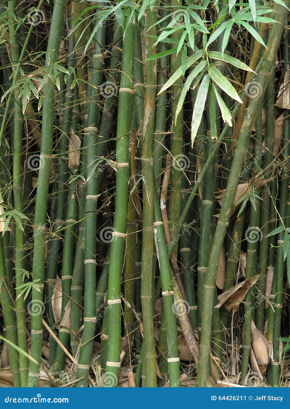 Bamboo Stalks and Leaves stock image. Image of shape 64426211