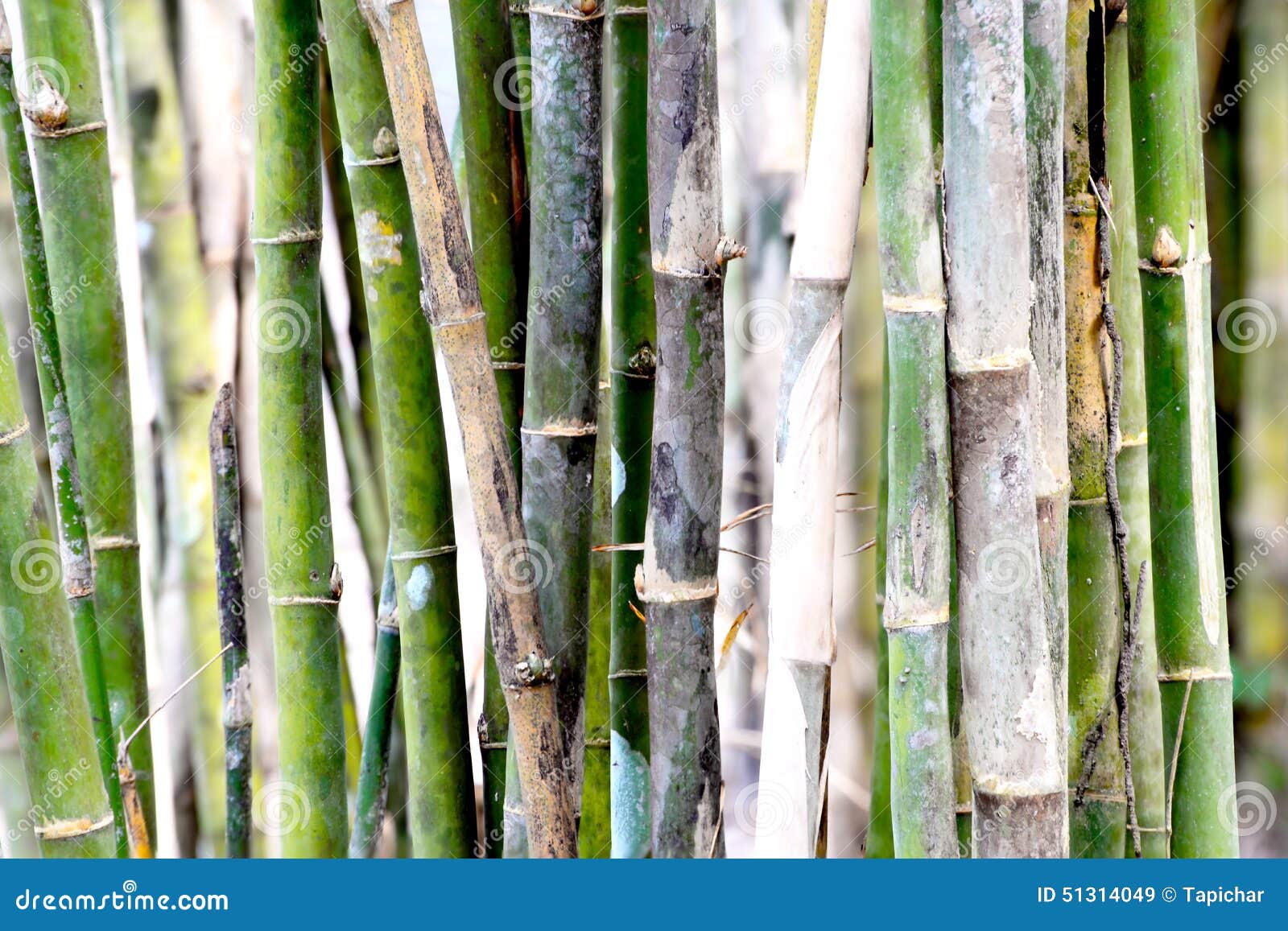Bamboo stems stock image. Image of bamboo, vertical, forrest 51314049