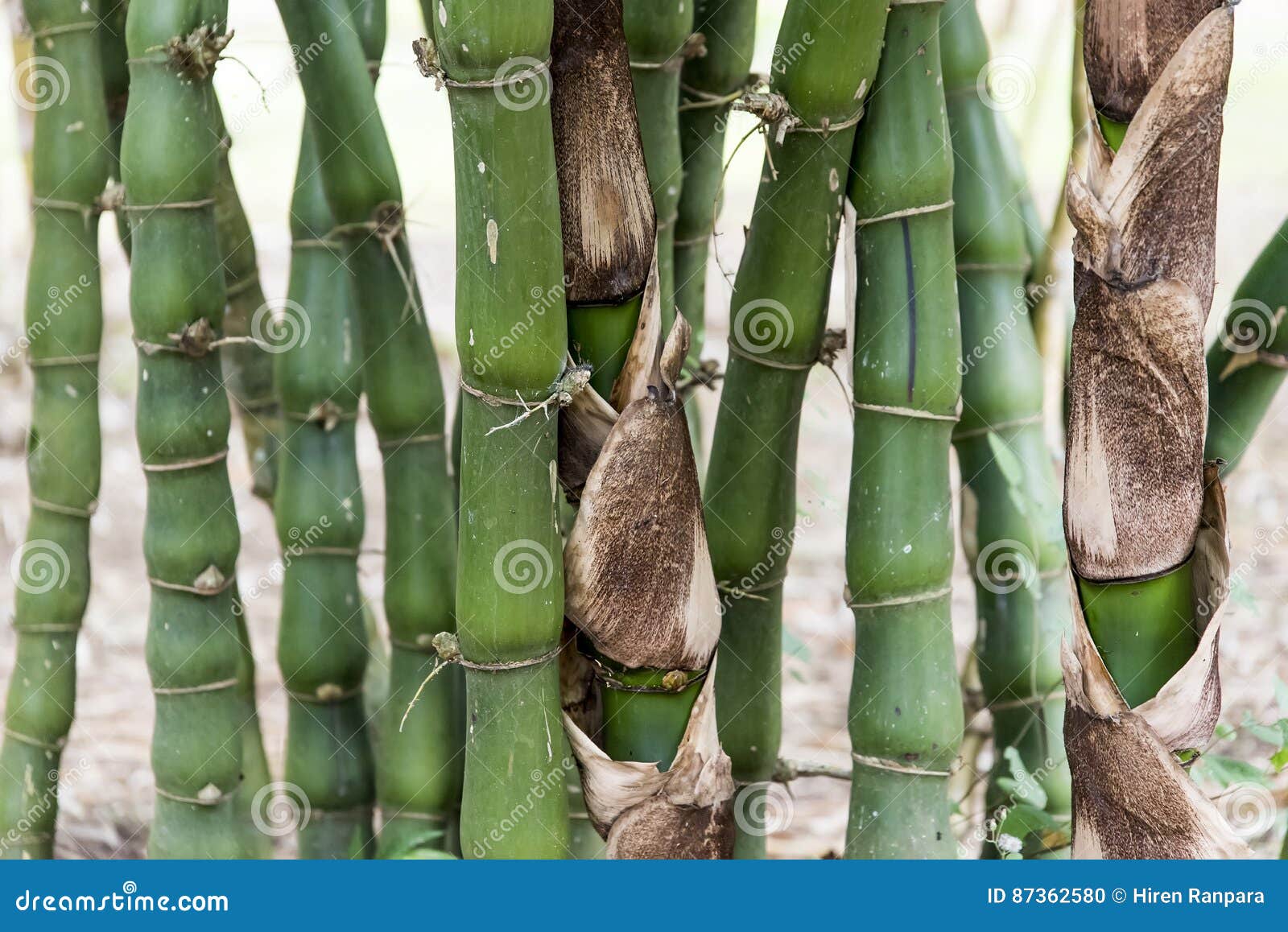 Bamboo sticks closeup stock photo. Image of bamboo, asia 87362580