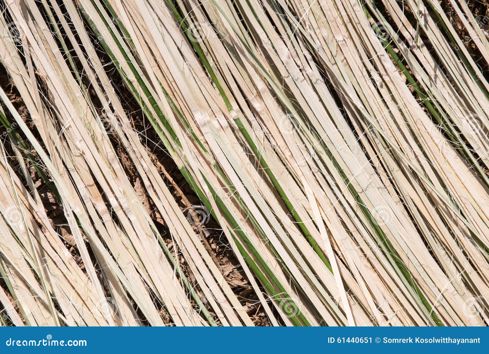 Bamboo Strips Stock Photo Image 61440651