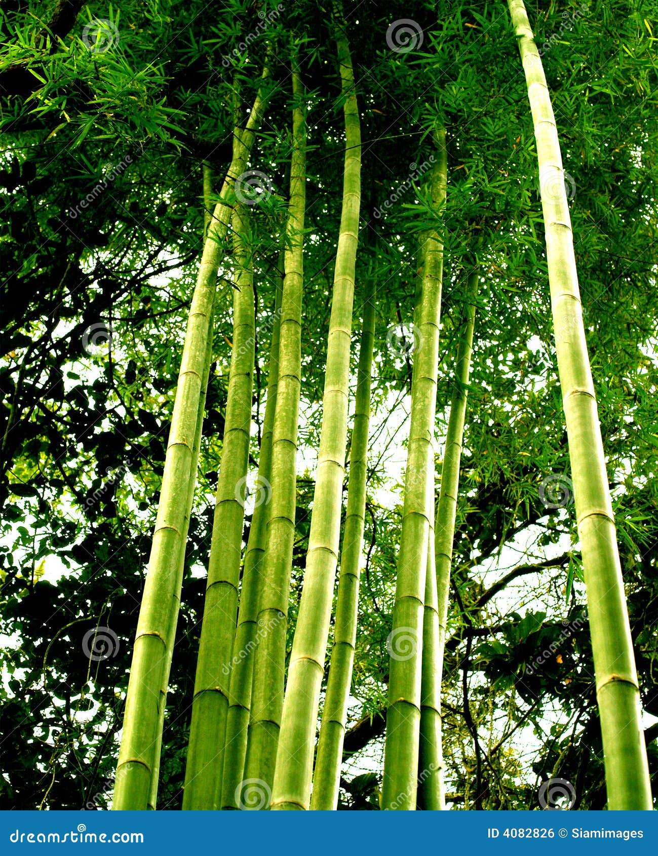  Bamboo  Tree  01 stock photo Image  of background forest 
