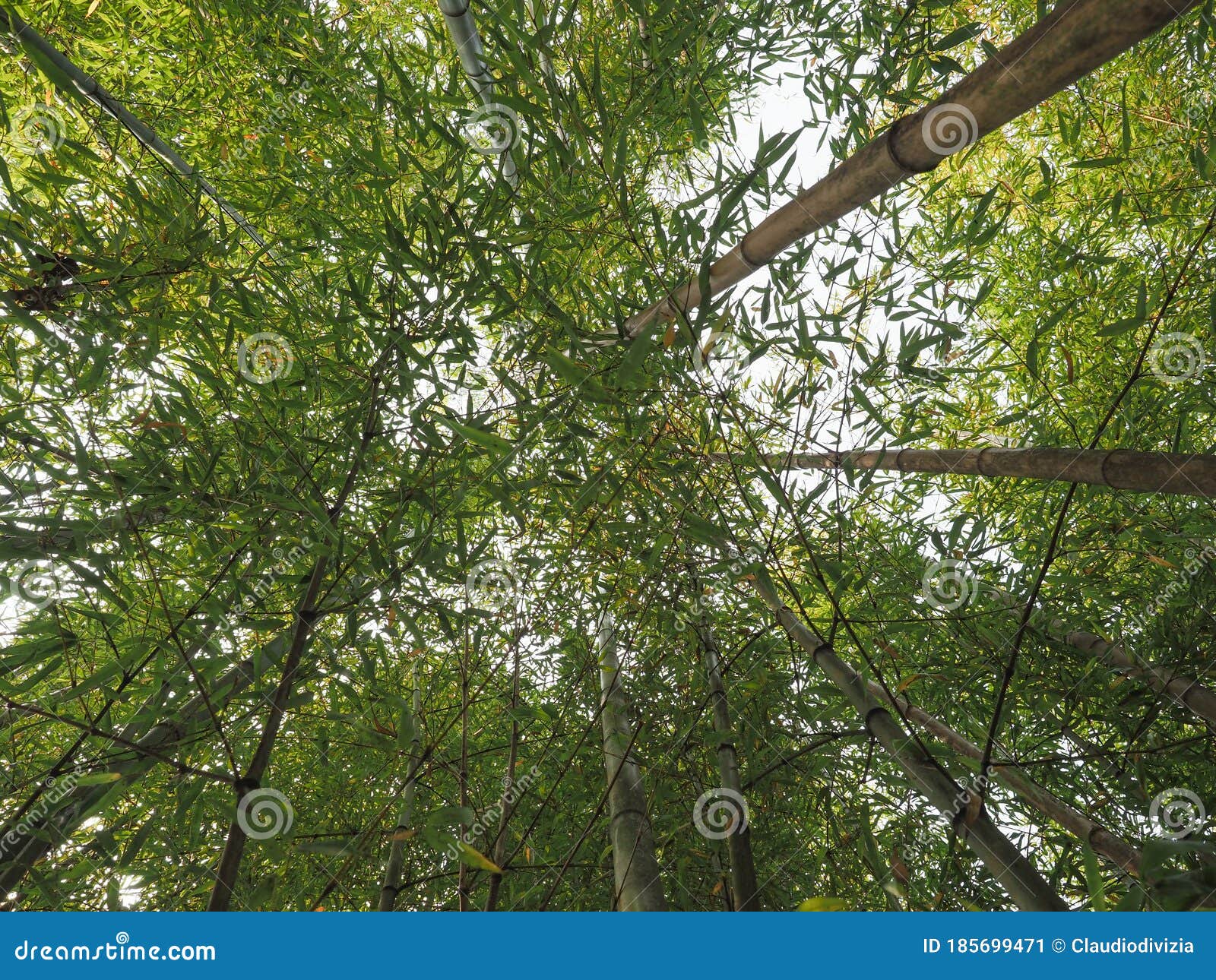 bamboo tree (bambusoideae) background