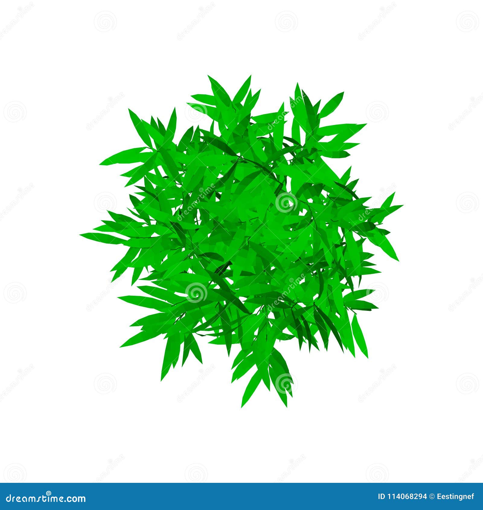 Bamboo Tree. Isolated on White Background. Top View. Stock Vector -  Illustration of dimensional, green: 114068294