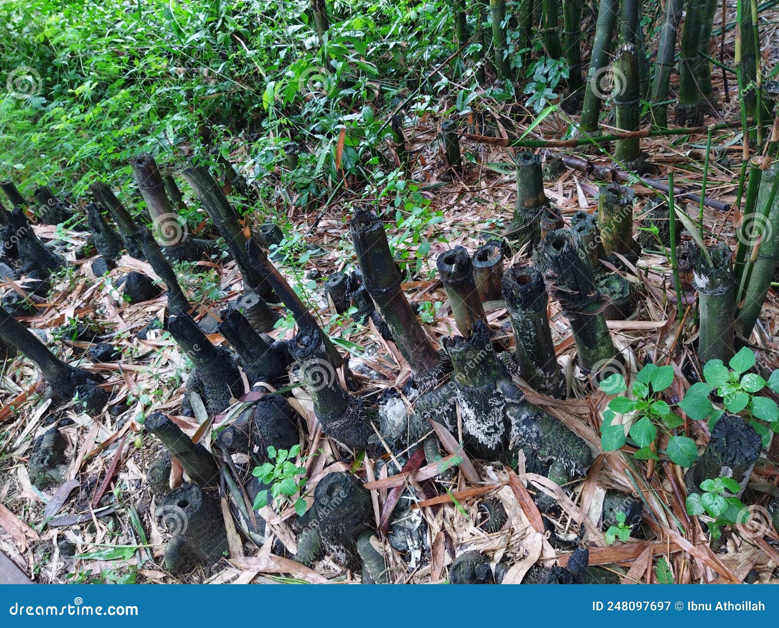 Bamboo Tree Roots that Have Been Cut Down and are Starting To Rot Stock Image Image of growth