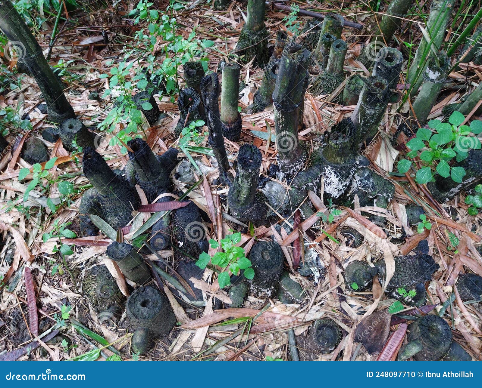 Bamboo Tree Roots that Have Been Cut Down and are Starting To Rot Stock Photo Image of