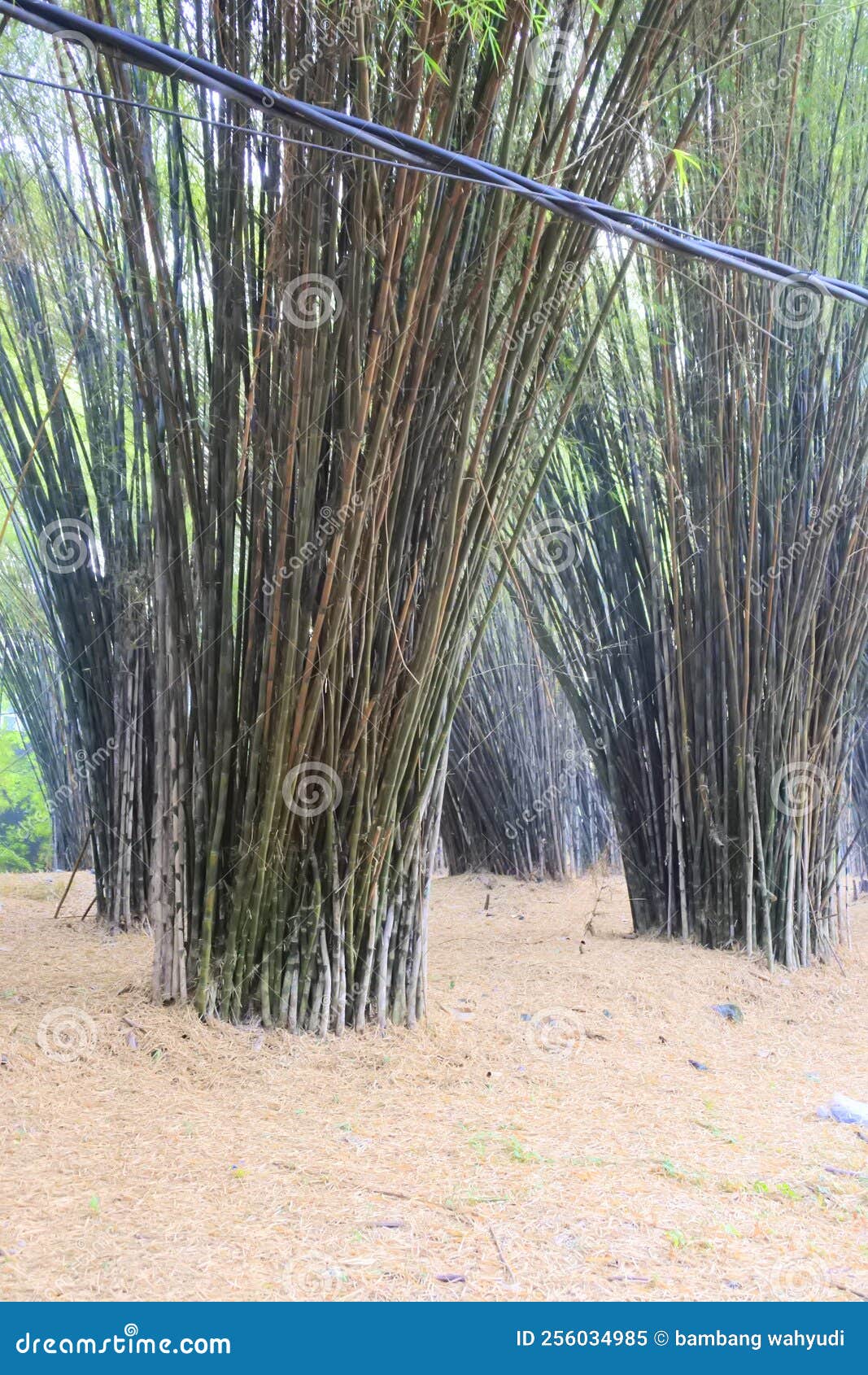 Bamboo Tree with Soil Full Dry Leaf Stock Image Image of flower