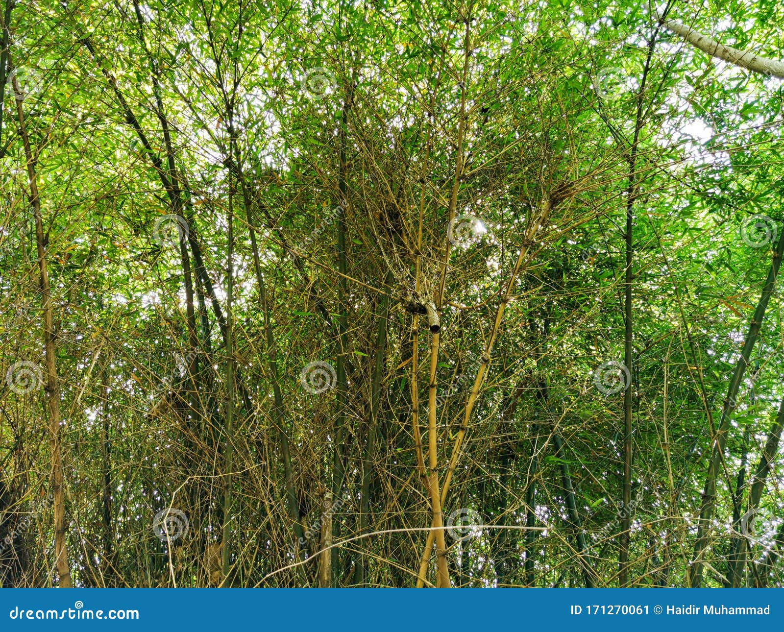Bamboo Tree in Tropical Rainforest Stock Image Image of ecology, foliage 171270061