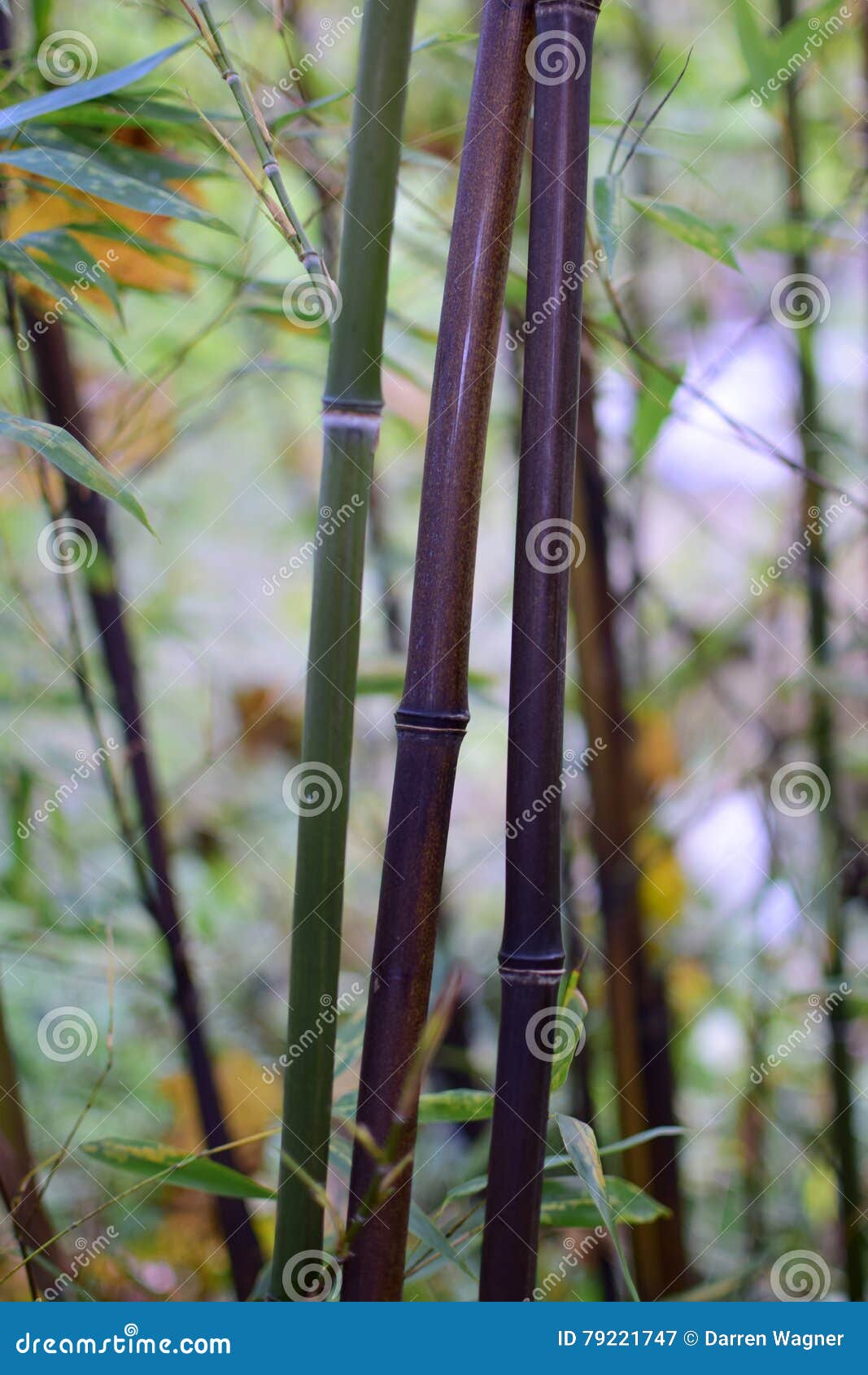 Bamboo turning black stock image. Image of unity, fall 79221747