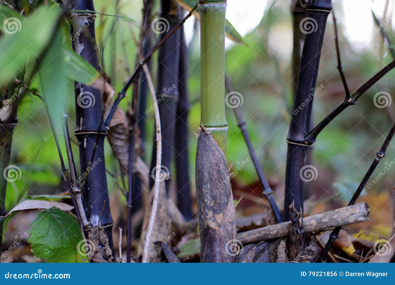 Bamboo turning black stock photo. Image of background 79221856