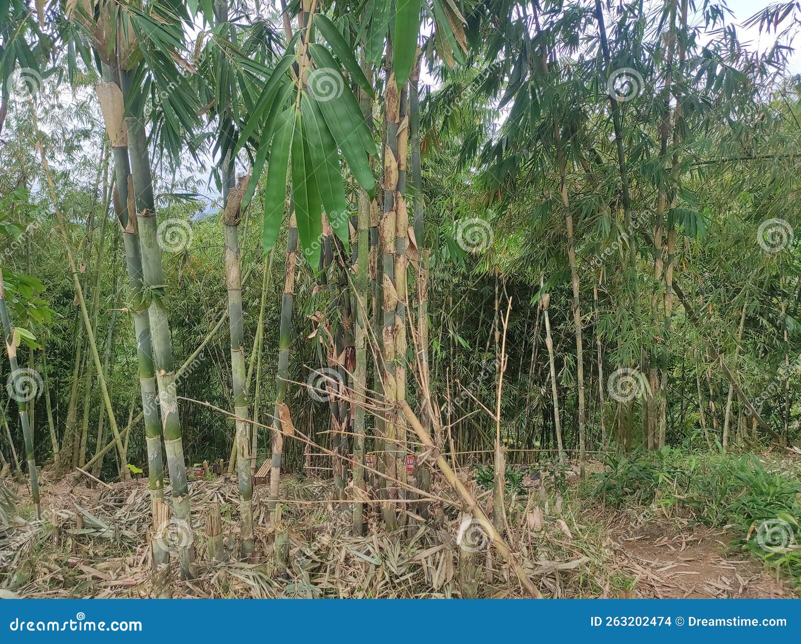 Bamboo stock photo. Image of plant, fruit, landslides 263202474