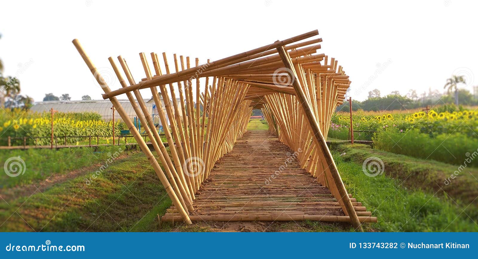 Bamboo Walkway the Bamboo Sticks Stock Photo Image of plants, shine