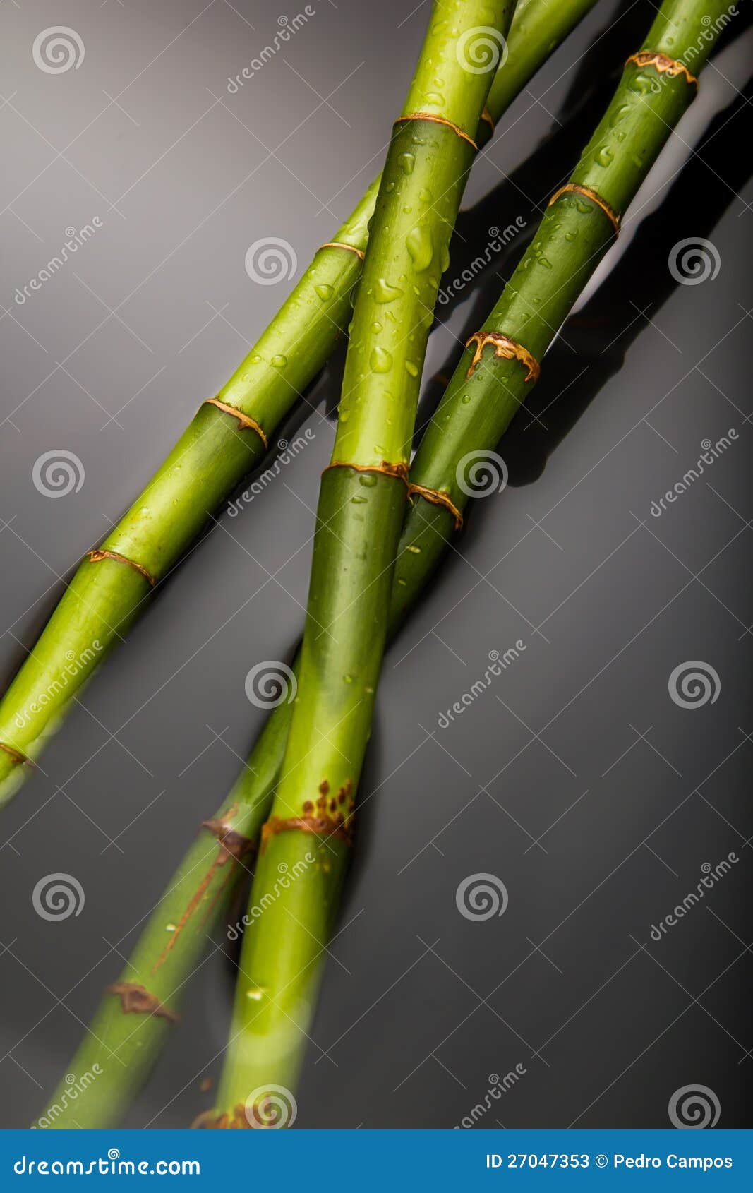 Bamboo on water stock image. Image of fengshui, botanical 27047353