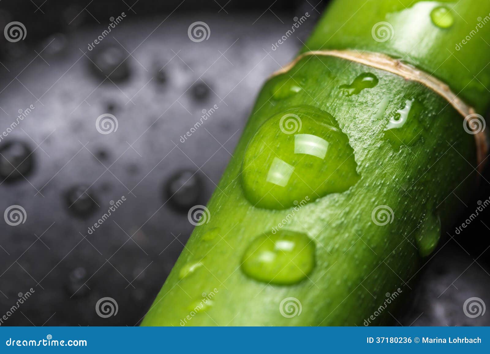 Bamboo with water drops stock photo. Image of bamboo 37180236