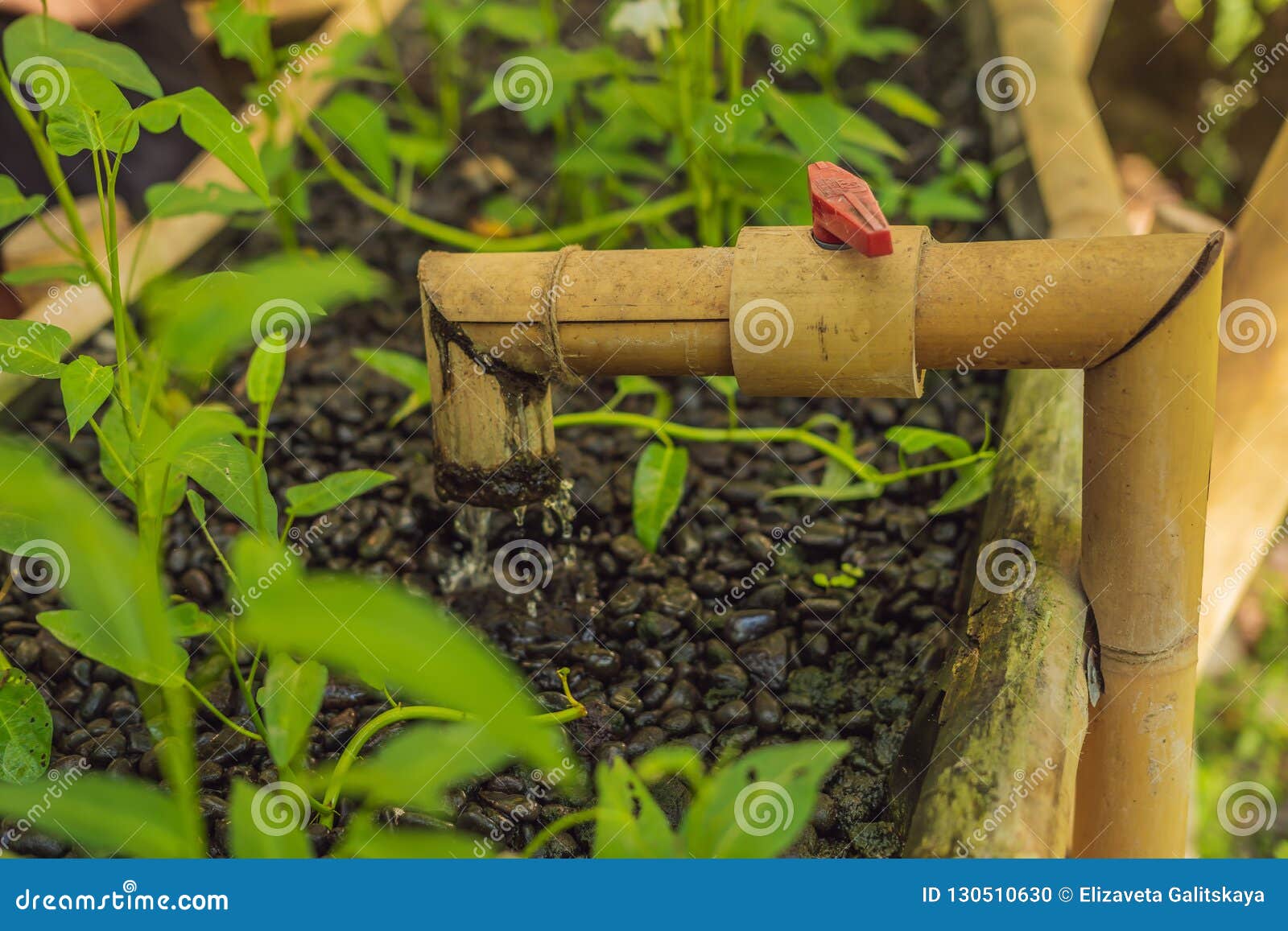 Bamboo Water Pipe with Faucet Water Garden Bed Stock Photo Image of bamboo, environment 130510630