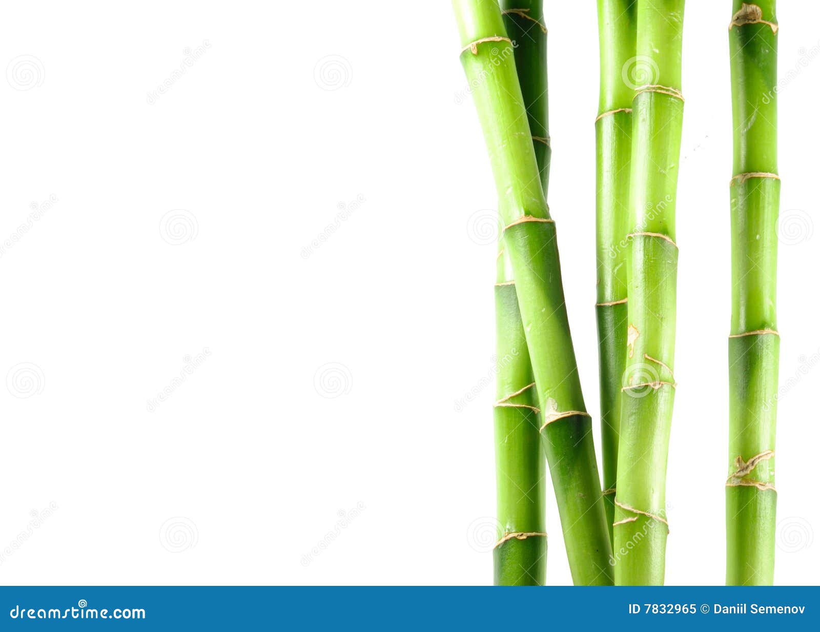 Bamboo On White Isolated Background Royalty Free Stock Bamboo On White Isolated Background Royalty Free Stock