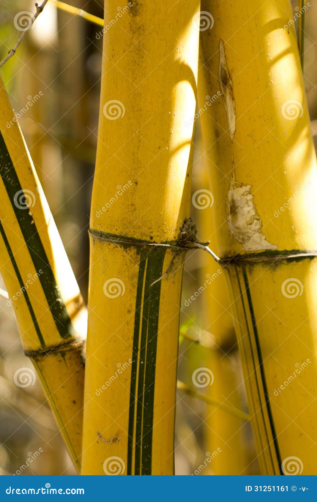 Bamboo stock image. Image of stalks, forest, organic 31251161