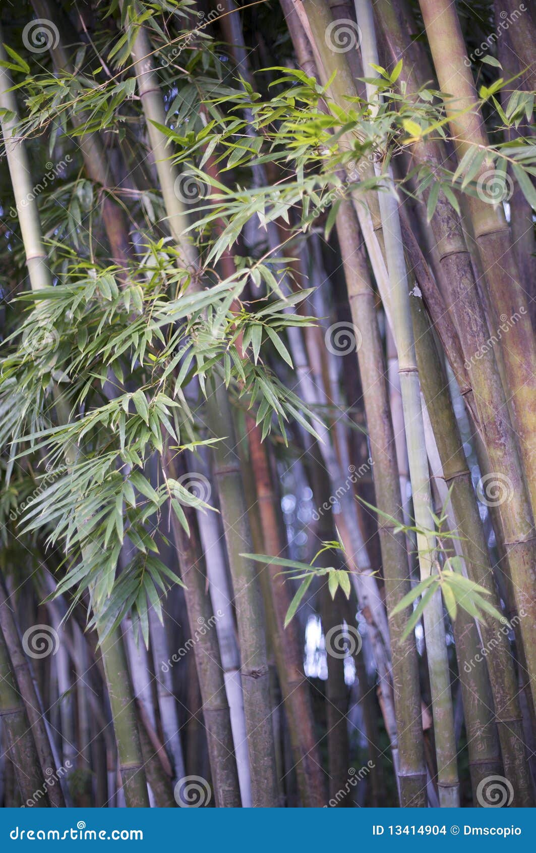 bamboo, zen tropical ambiance