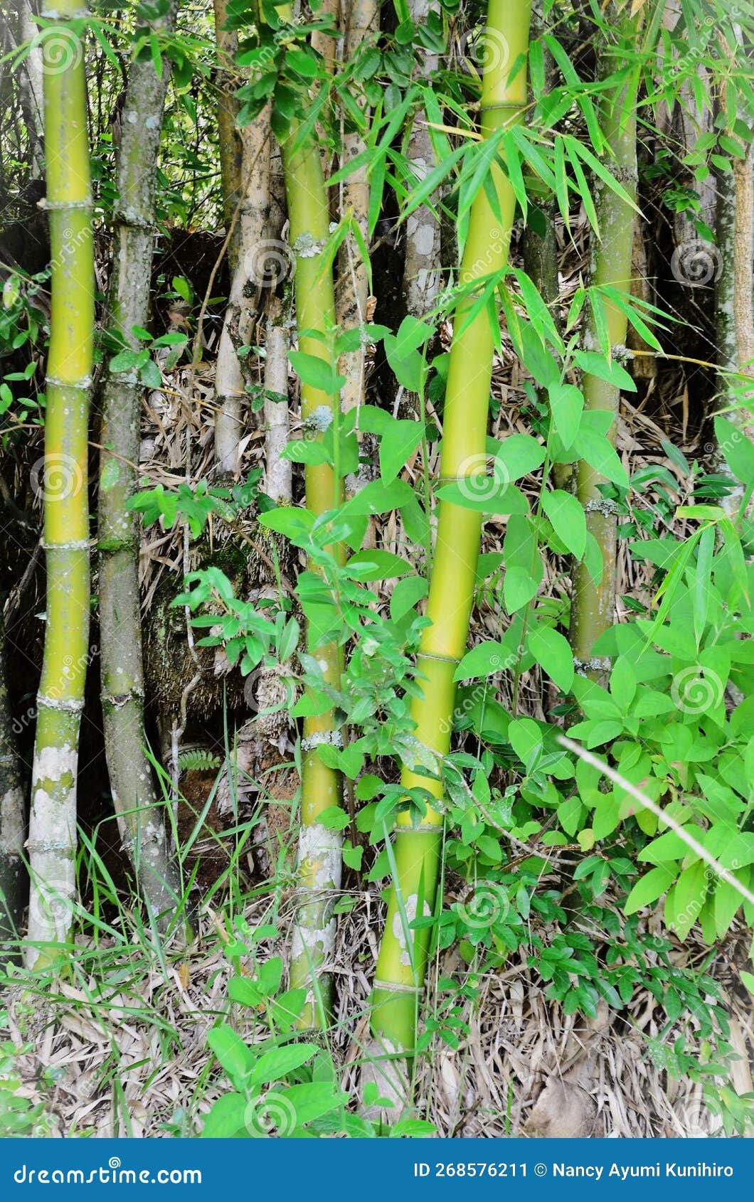 the bamboos of chusquea gaudichaudii in the forest