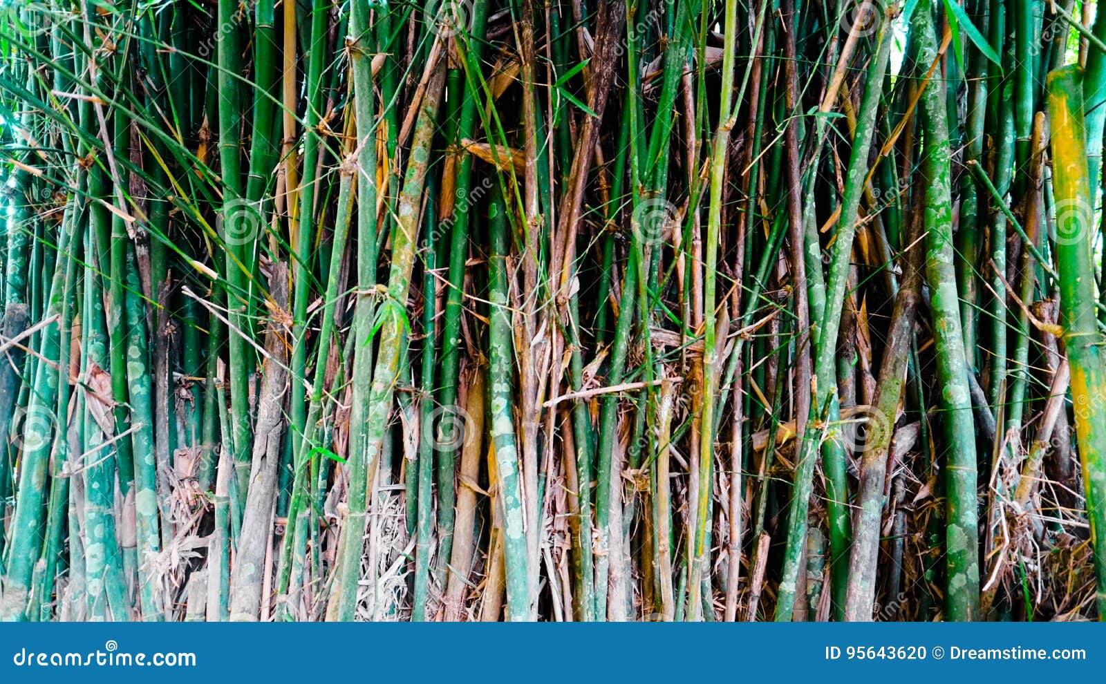 Bamboos stock photo. Image of bamboo, texture, bunch 95643620