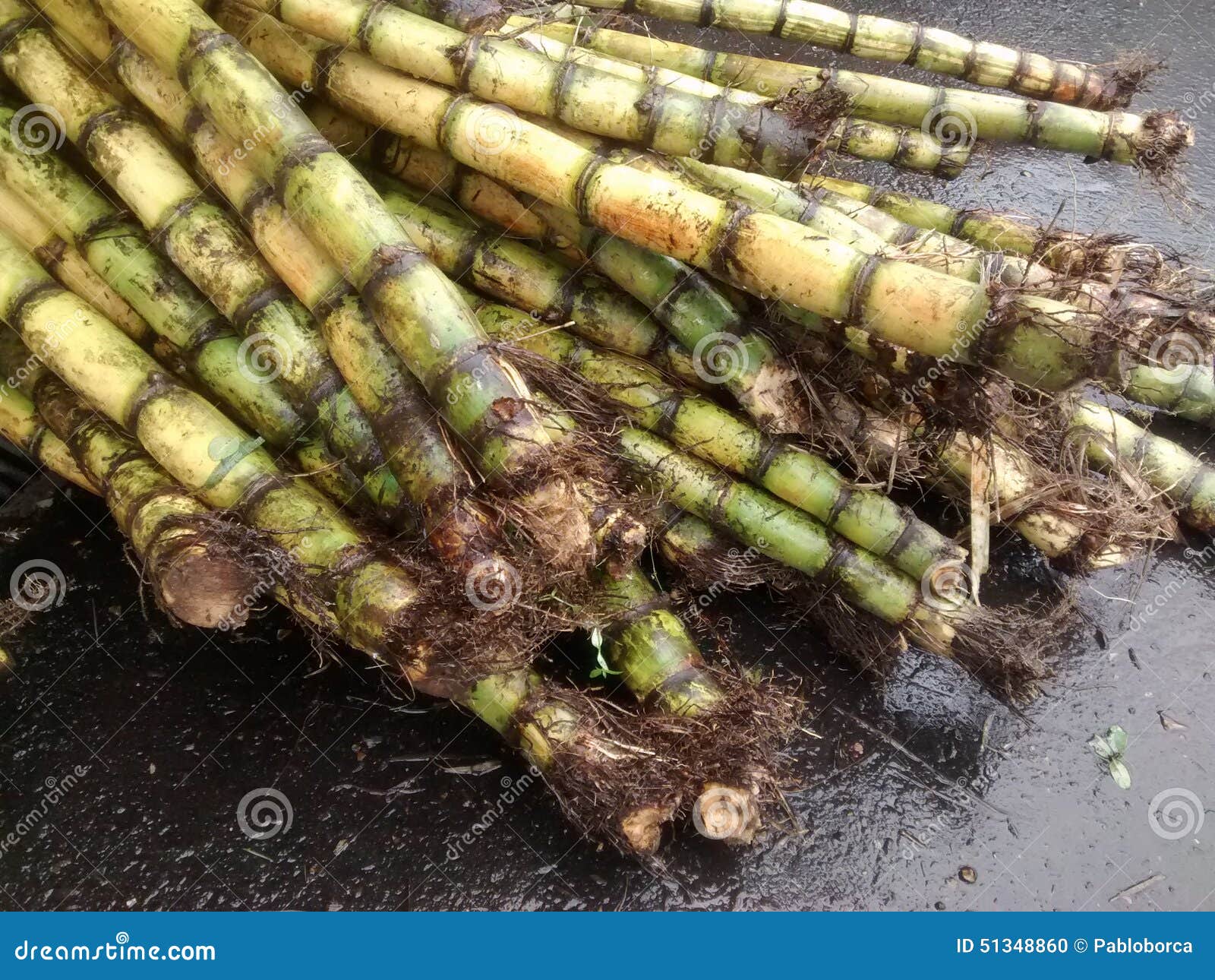 bambu cane