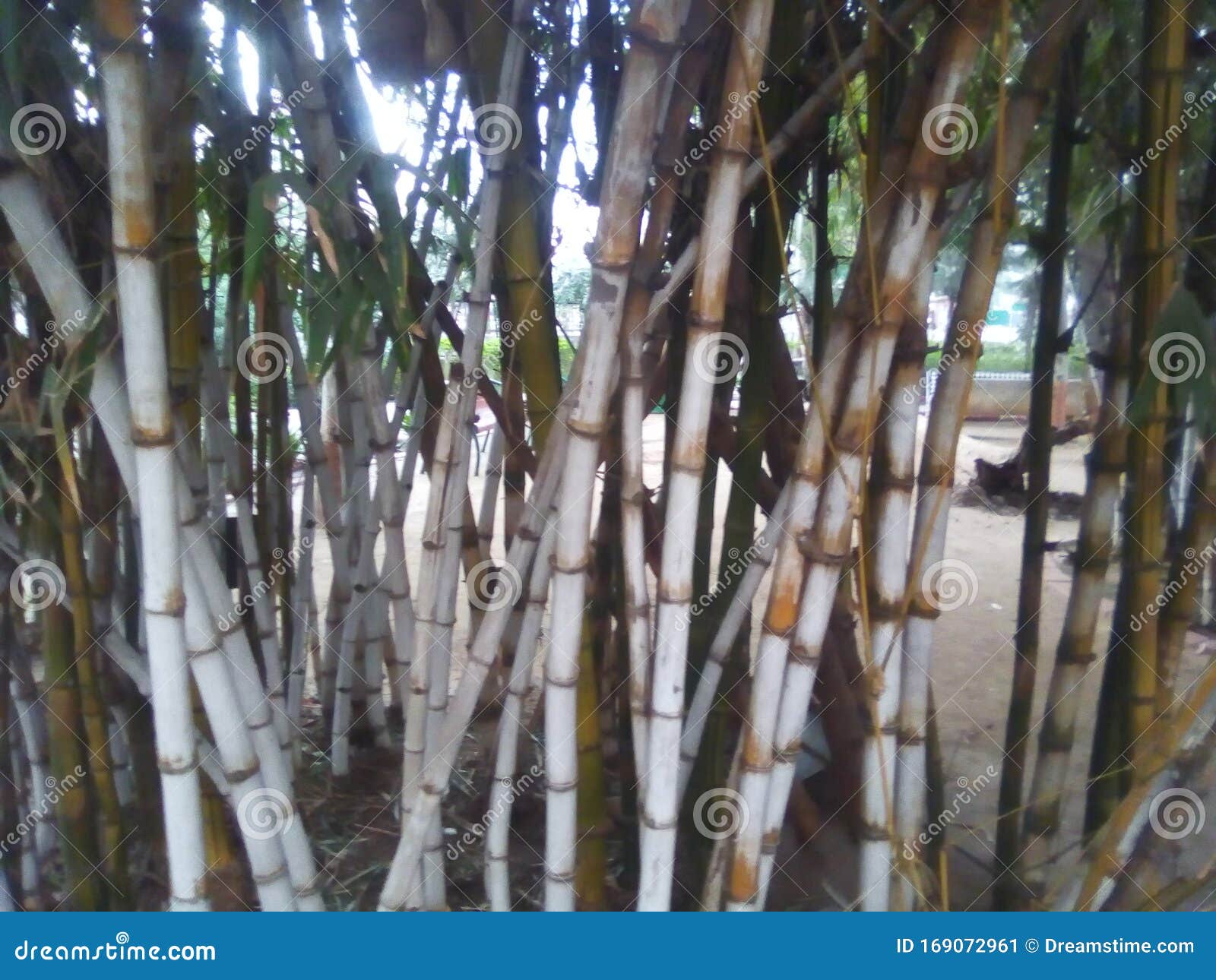 the bambu