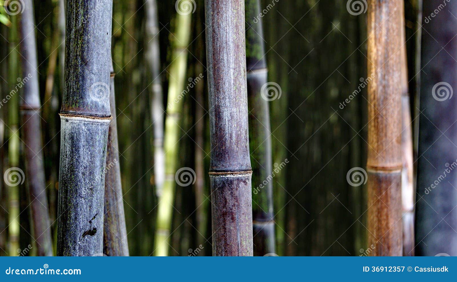 bambu workart