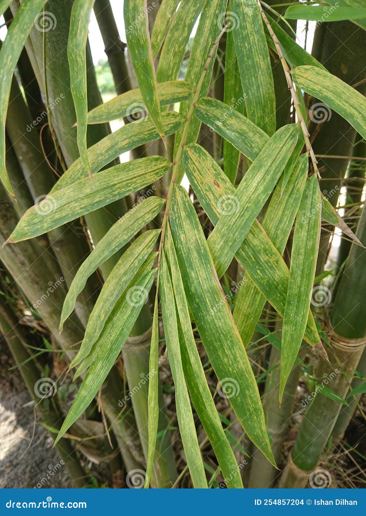 bambus phyllostachys plante cluster trees.