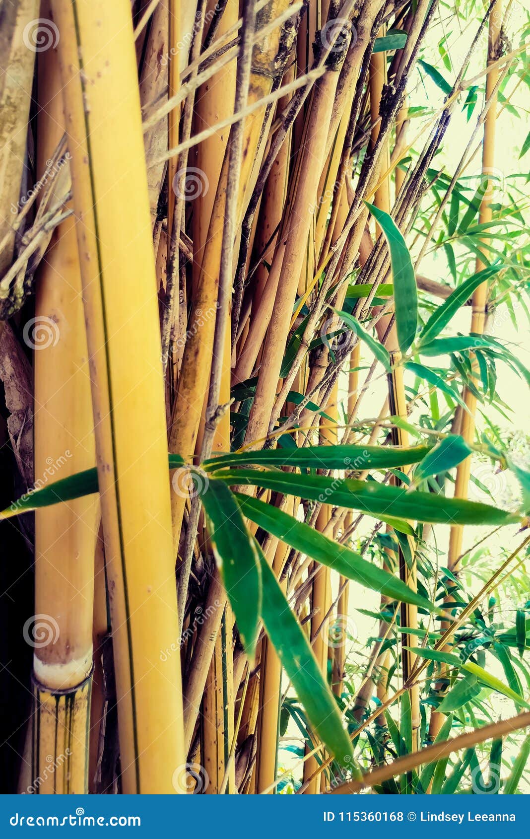 Alphonse Karr Clumping Bamboo Stock Photo Image Of Asia Garden