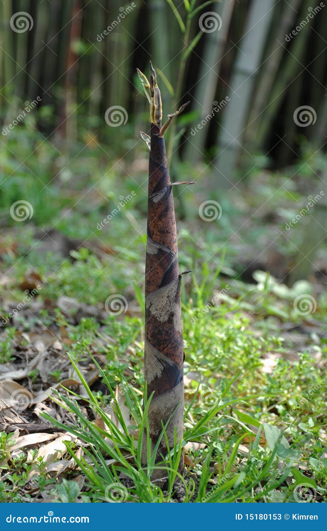 Bambusowi krótkopędy. R bambusowa nadchodząca ziemia strzela wiosna