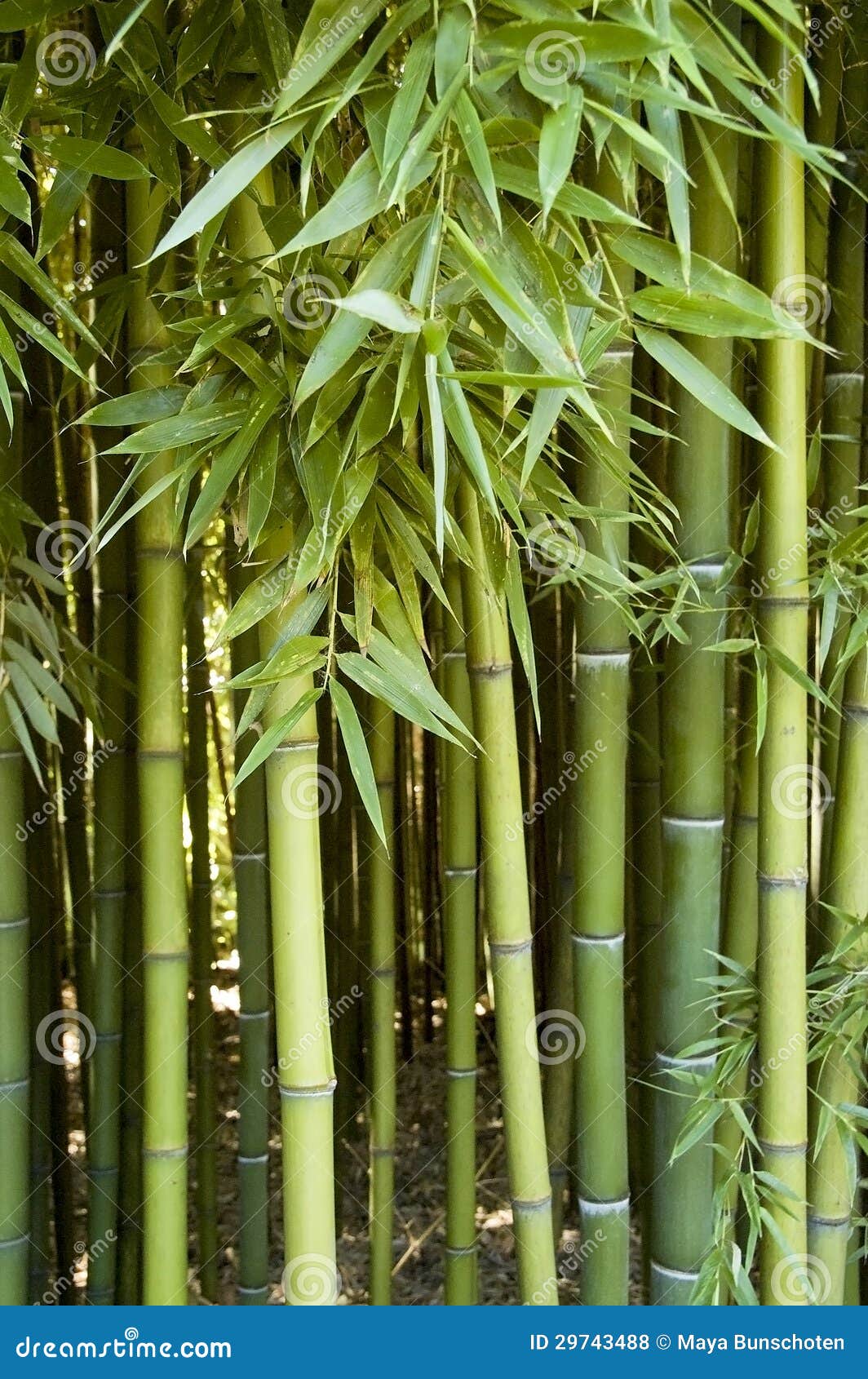 Bambusowy las zdjęcie stock. Obraz złożonej z drzewo 29743488