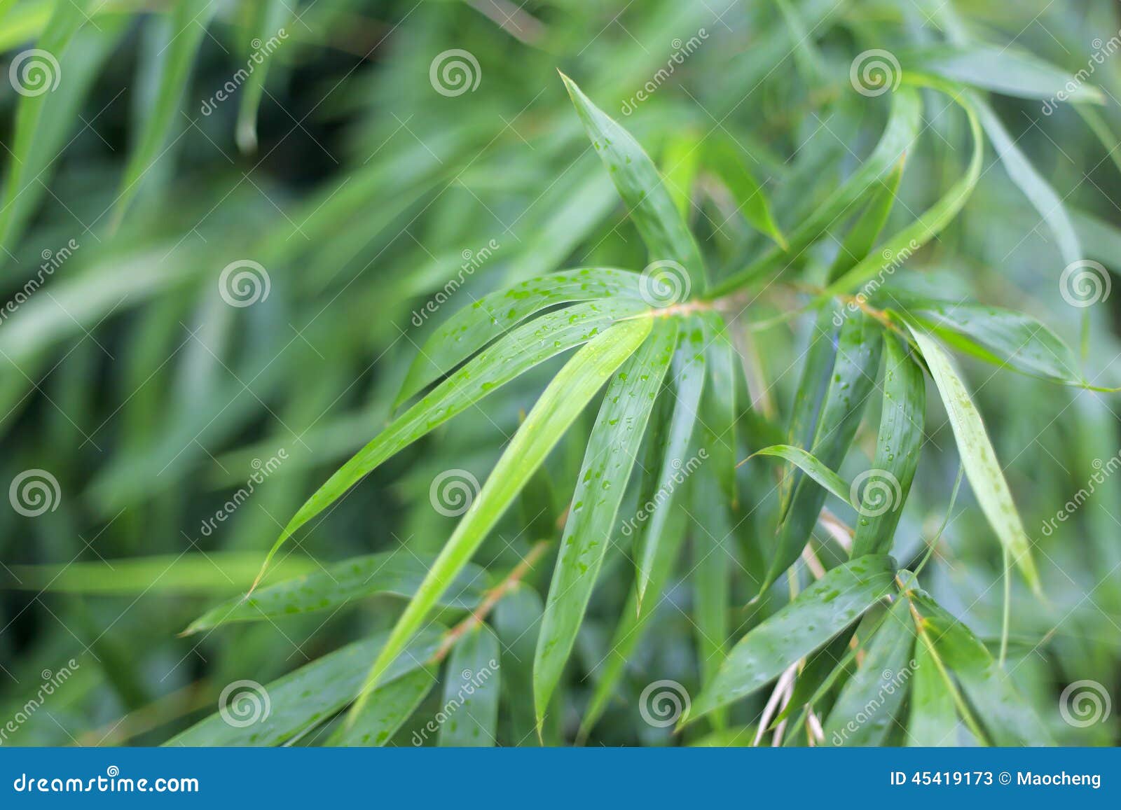 Bambù della pioggia. Foresta di bambù nella pioggia