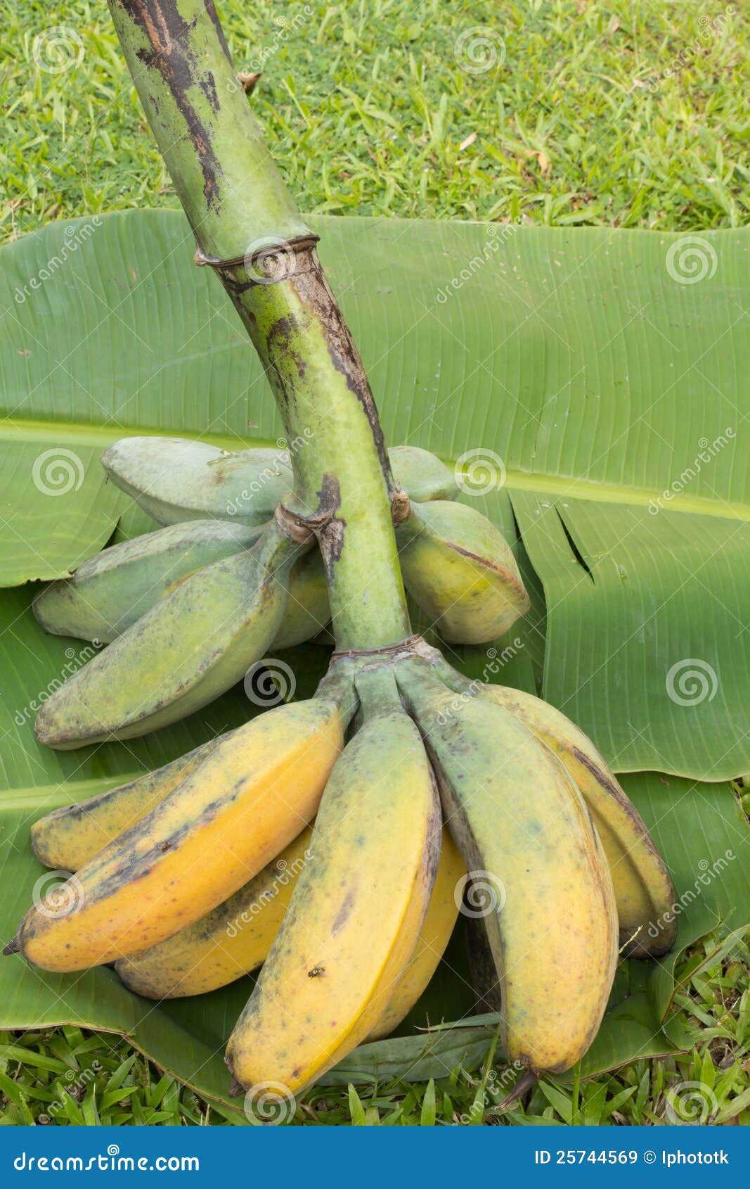 Banana, Big Banana stock image. Image of diet, important 25744569