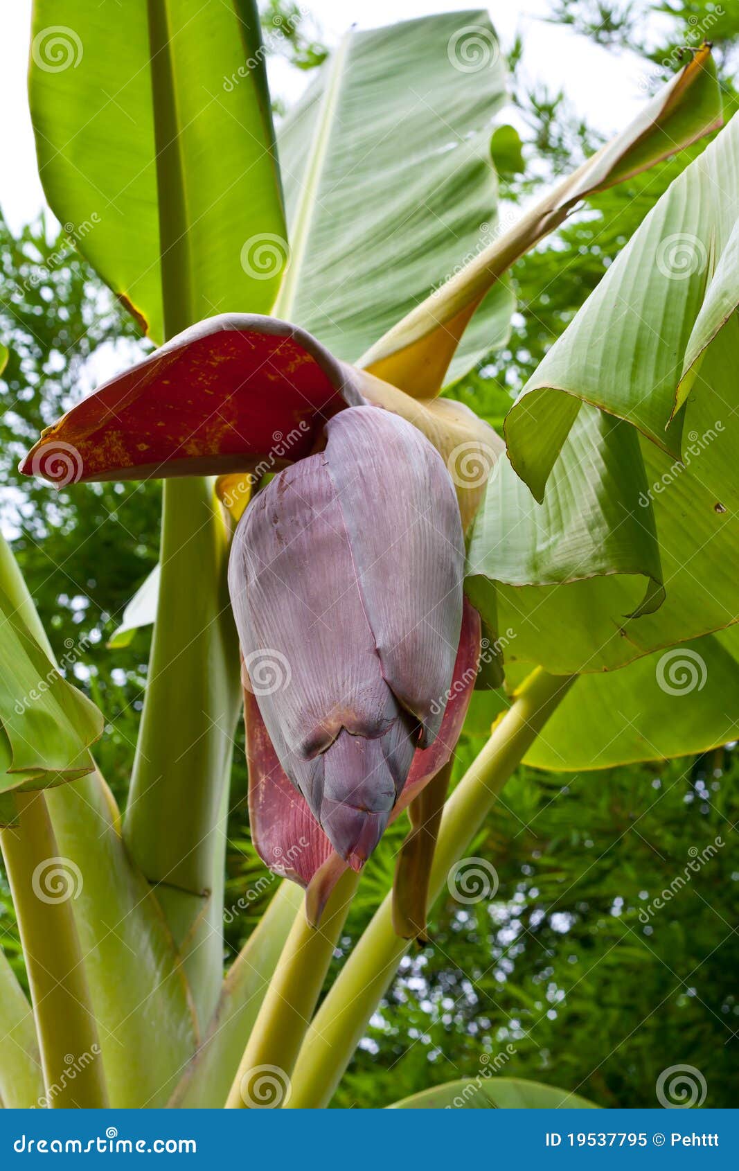 Banana blossom stock image. Image of plantation, delicious 19537795