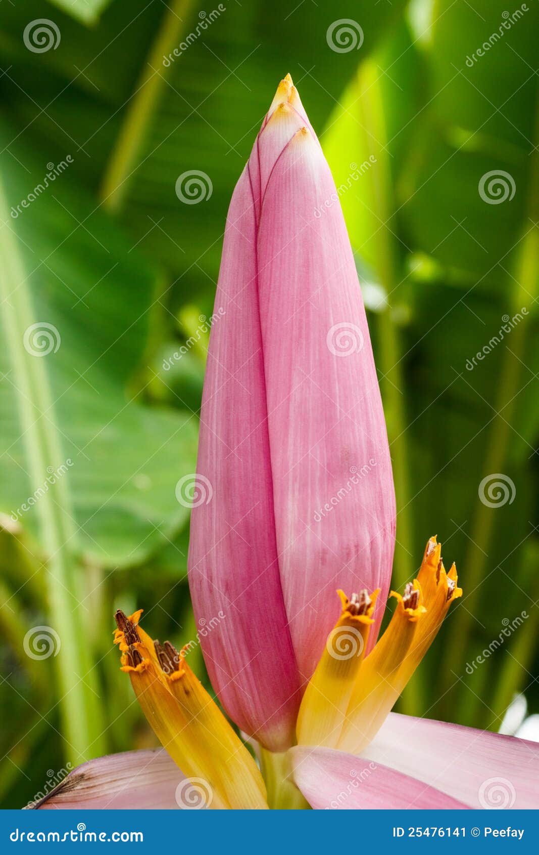 Banana Blossom stock image. Image of eating, food, banana 25476141