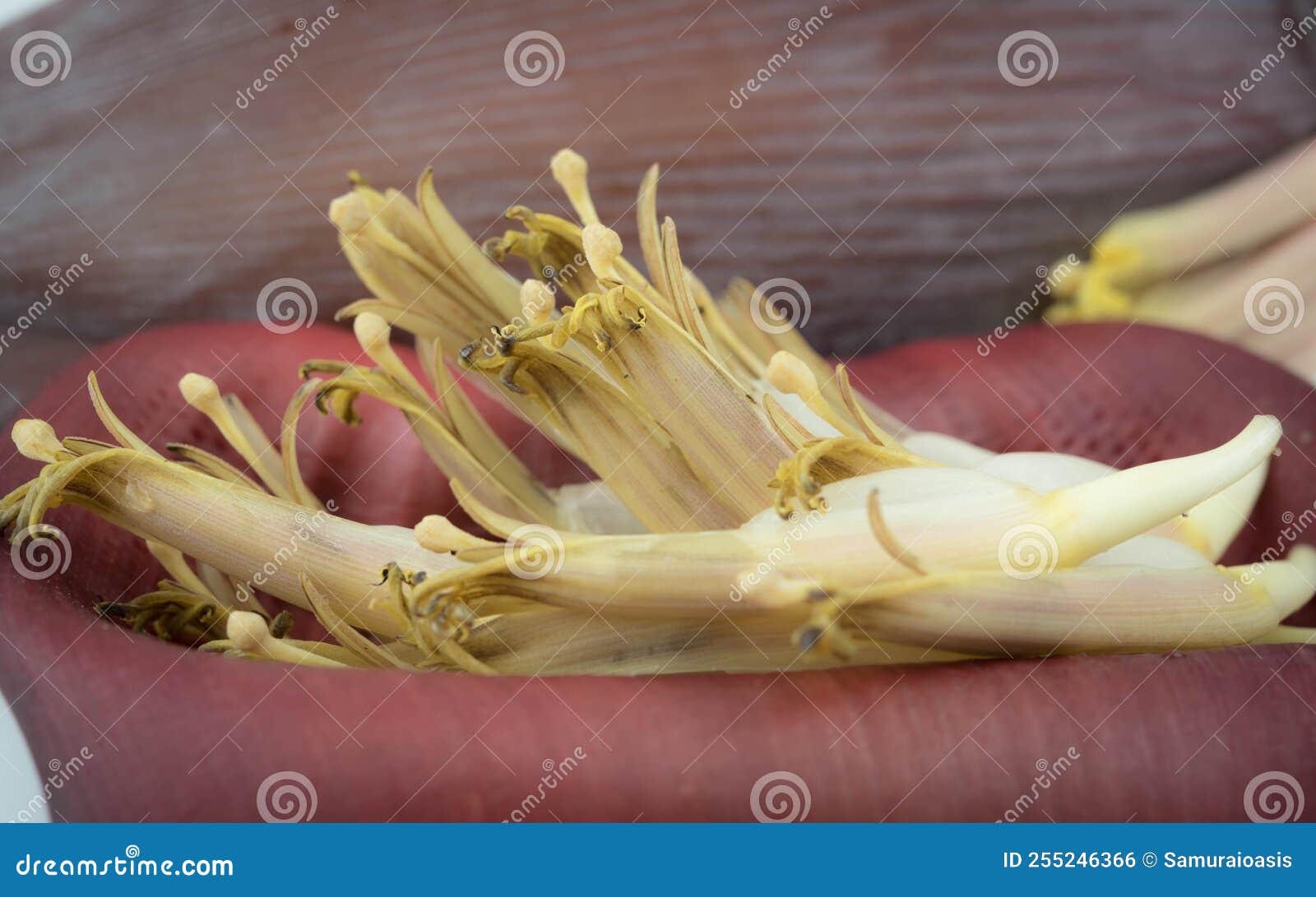 Banana Blossom Stock Photo Image Of Flower Tropical 255246366 buy-dehydrated-banana-blossom-online-lak-nature