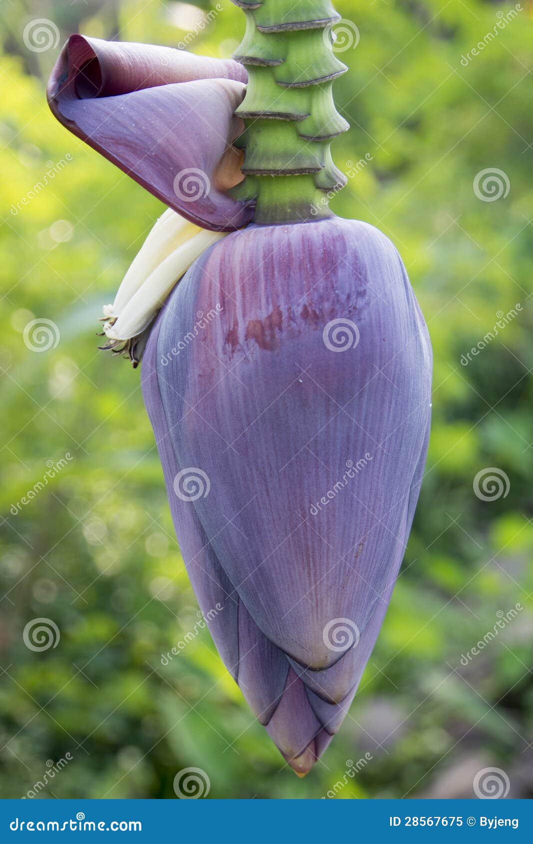 Banana blossom stock image. Image of outdoor, agriculture 28567675