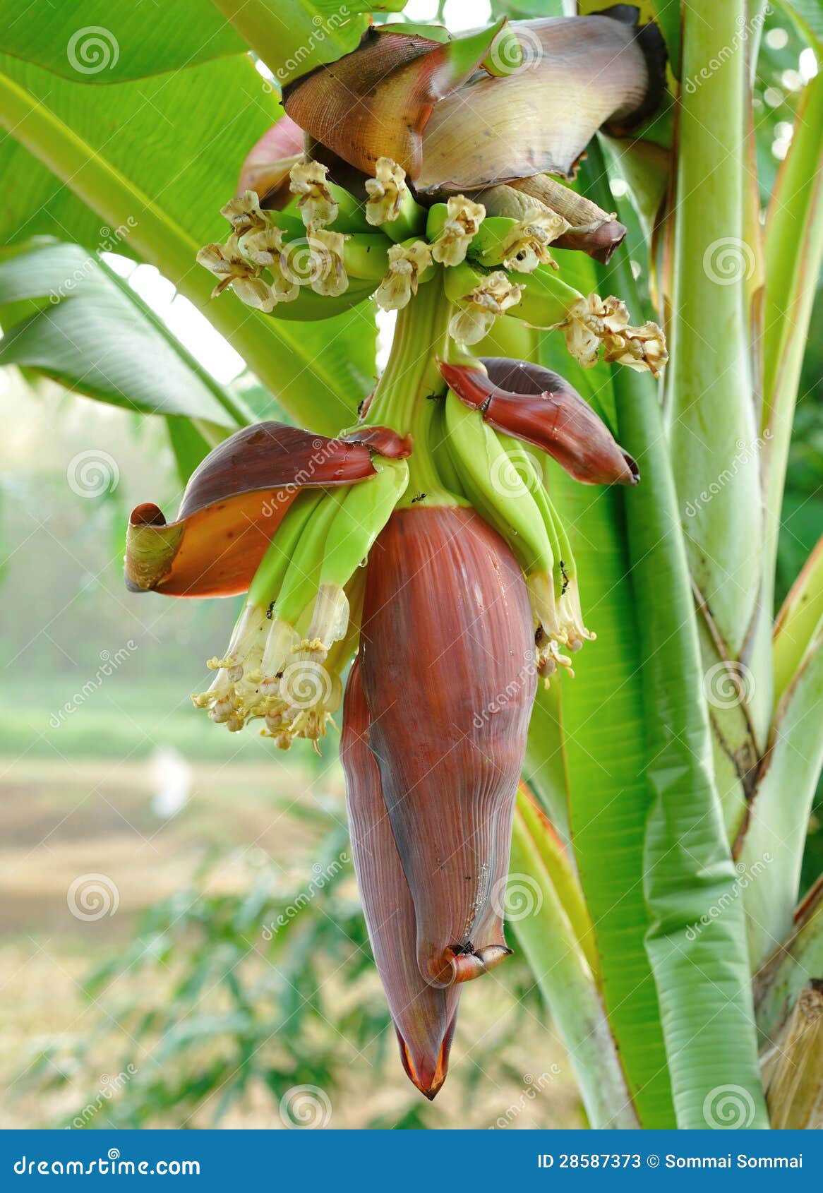 Banana Blossom stock image. Image of outdoors, foliage 28587373