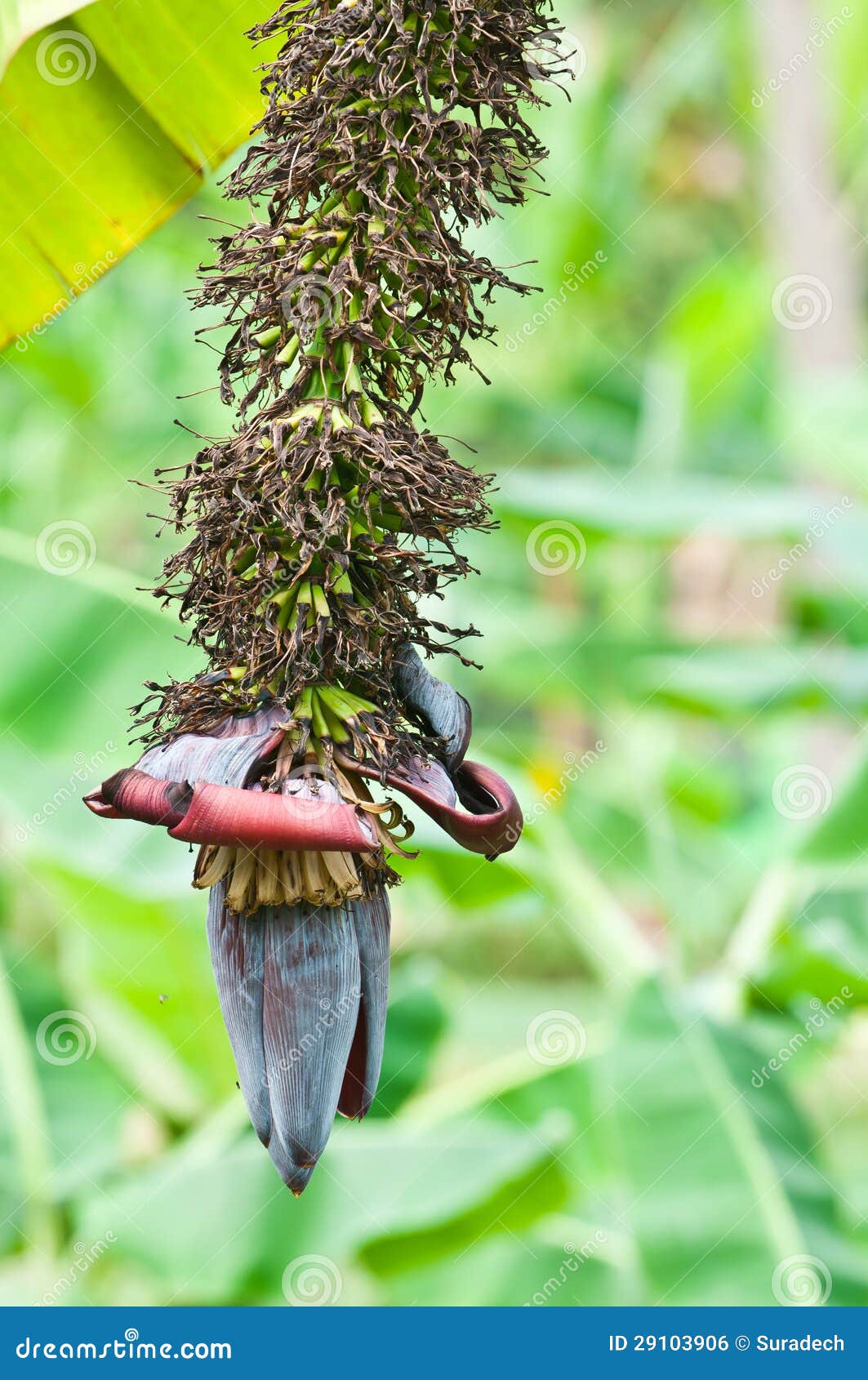 Banana blossom stock photo. Image of thailand, fresh 29103906