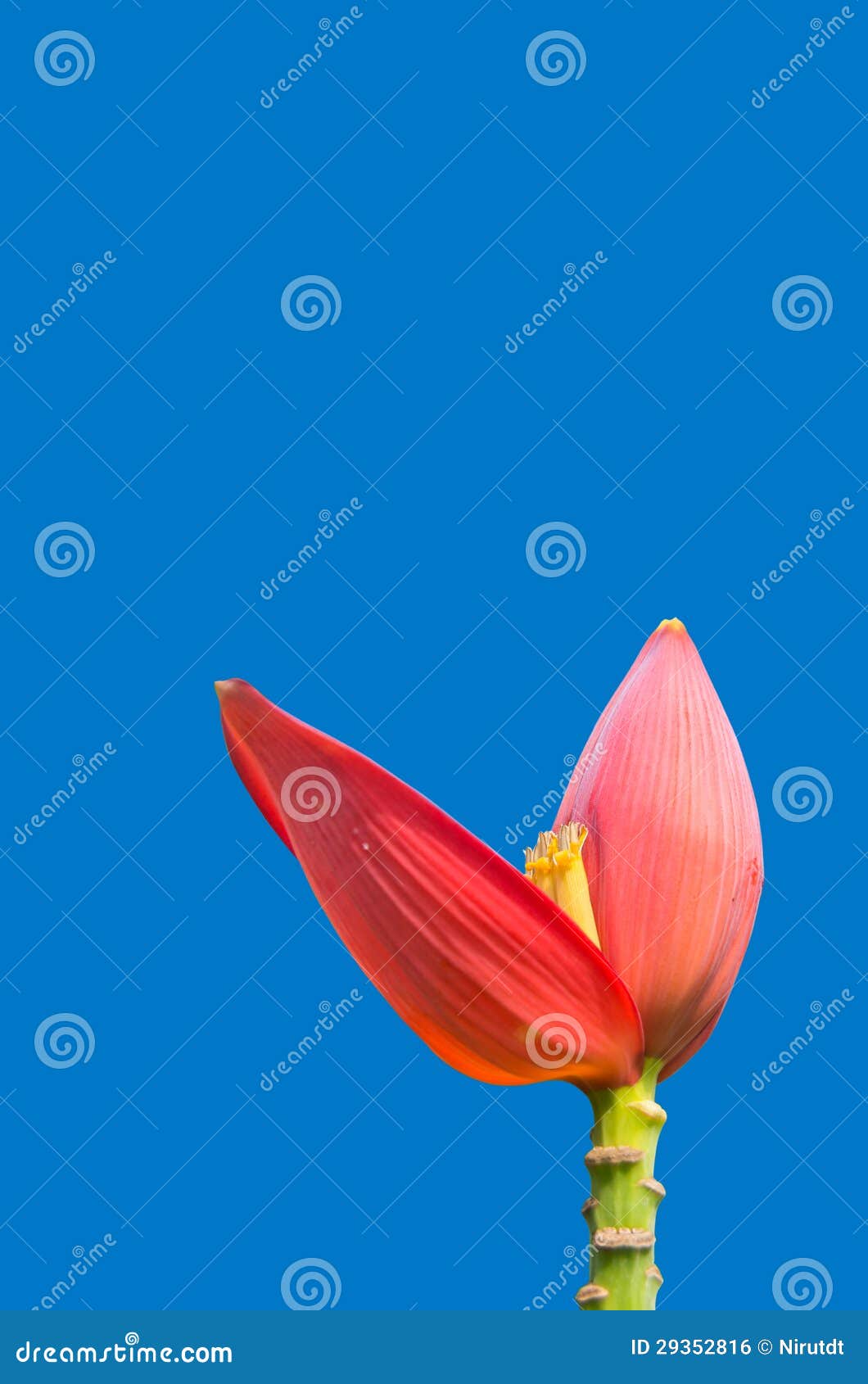 Banana blossom stock photo. Image of petal, flower, plantation 29352816