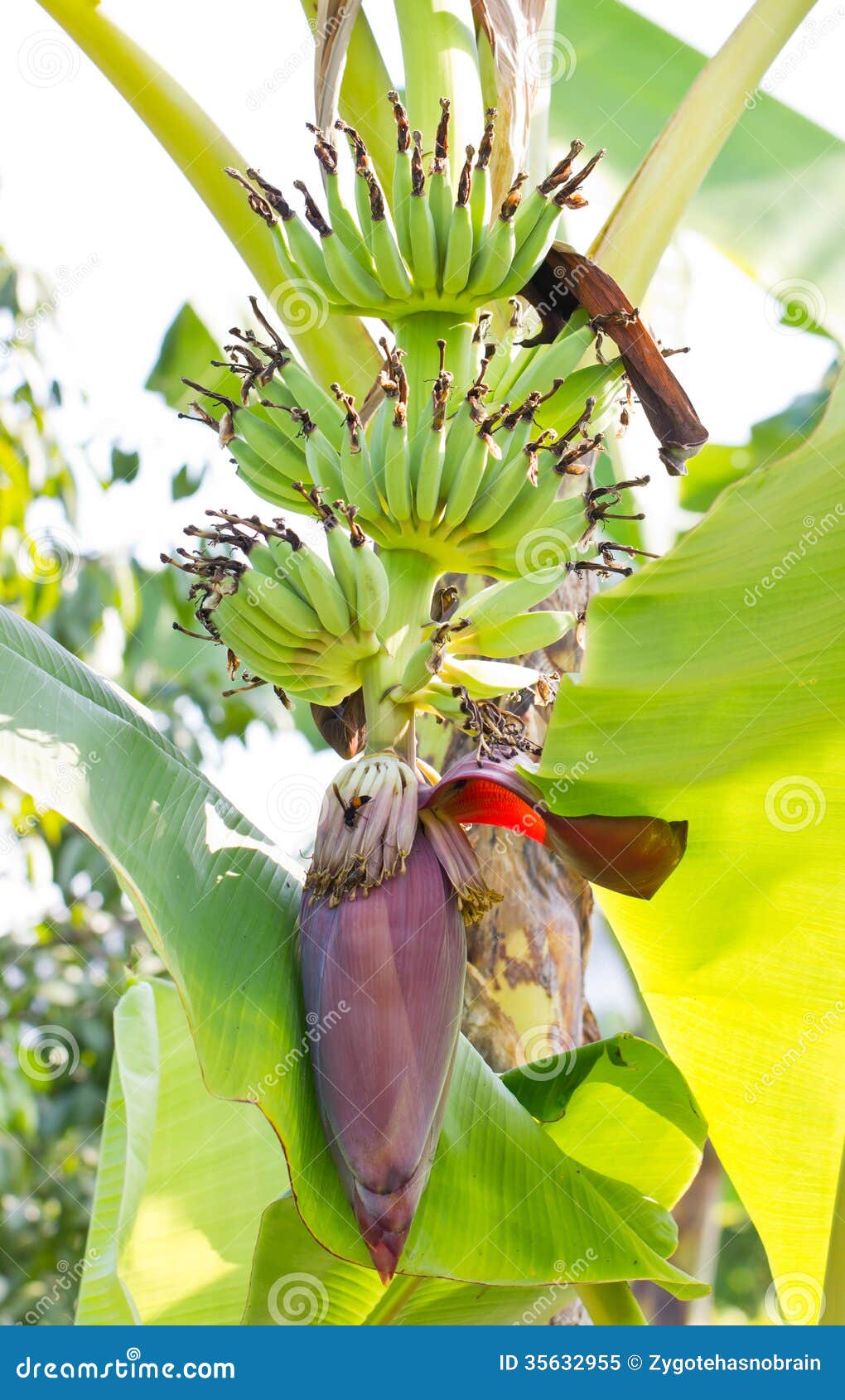 Banana Blossom on Banana Tree. Stock Image Image of develop, green