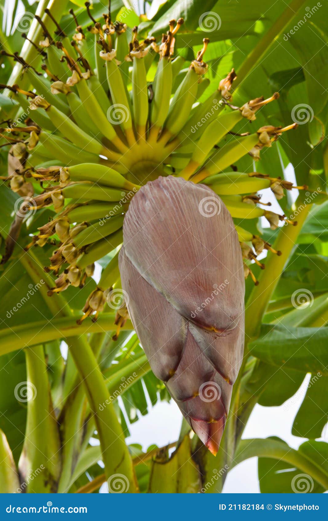 Banana blossom and bunch stock photo. Image of cluster 21182184