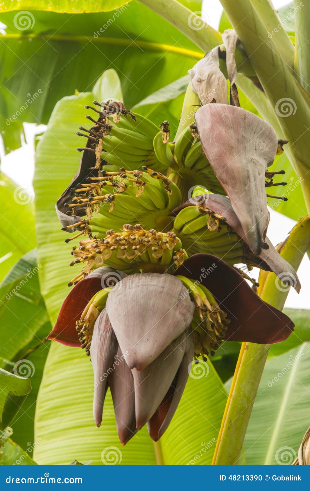 Banana blossom stock photo. Image of fruit, rows, yellow 48213390