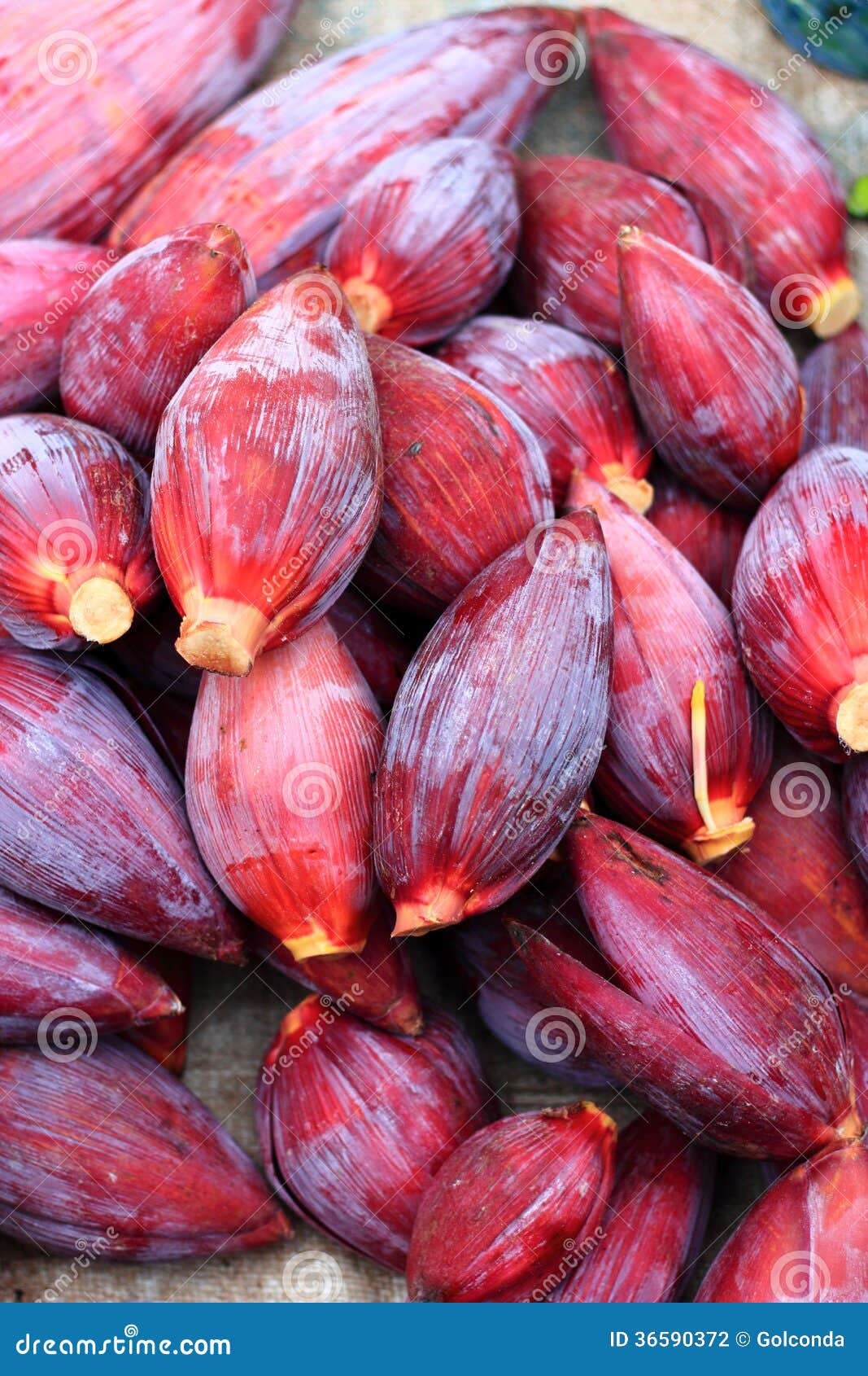 Banana blossom stock photo. Image of jungle, green, group 36590372