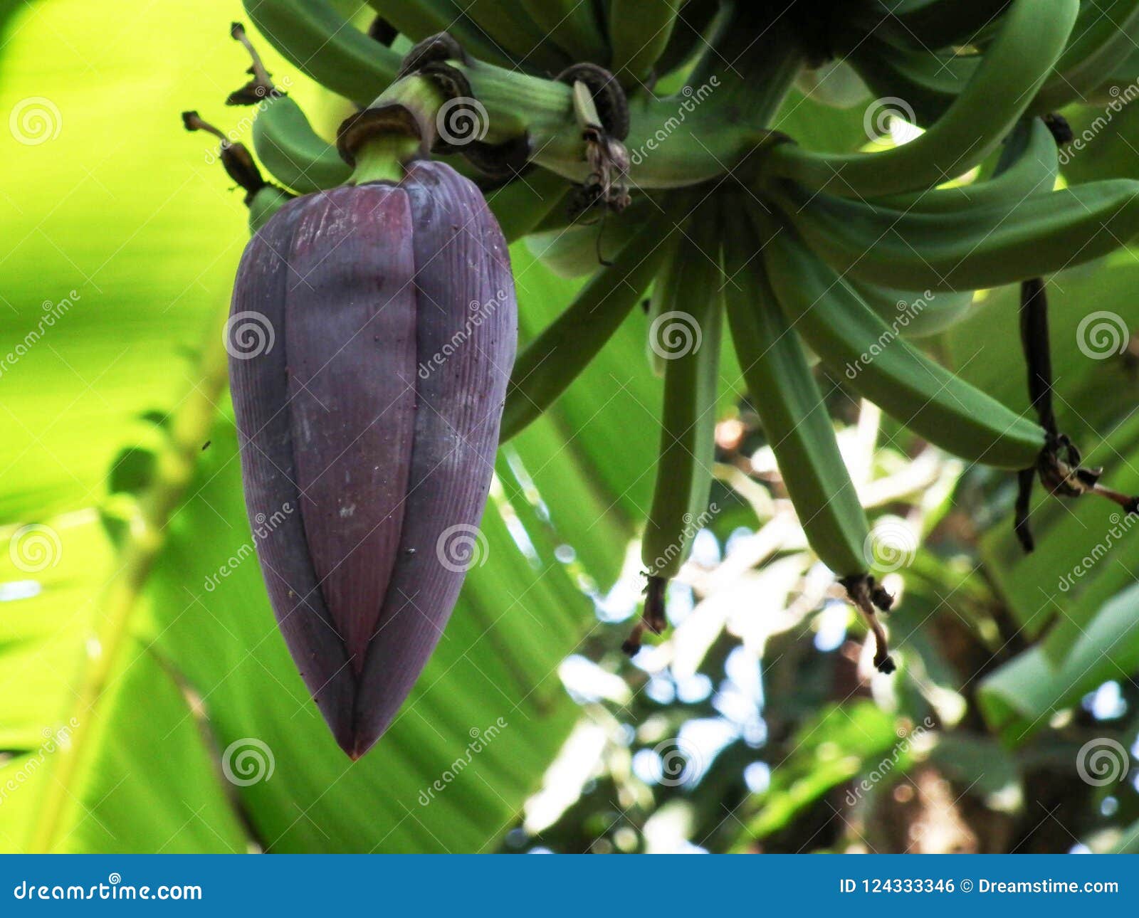 Banana blossom fruit stalk stock photo. Image of blossom 124333346